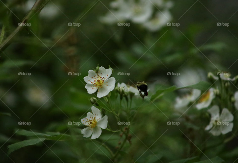 Bee Flying to Collect Pollen