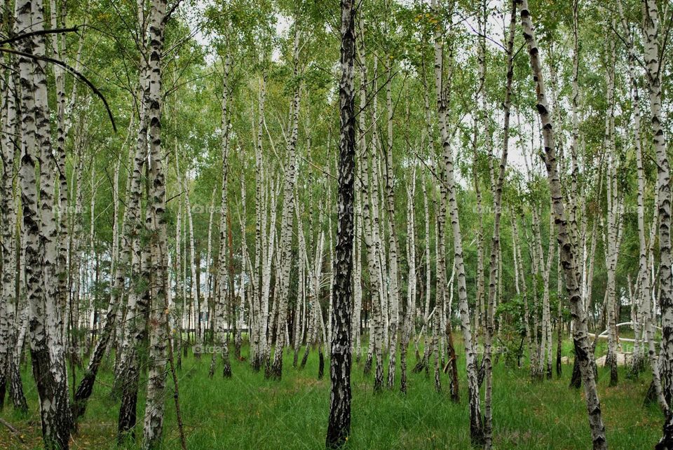 Birches 