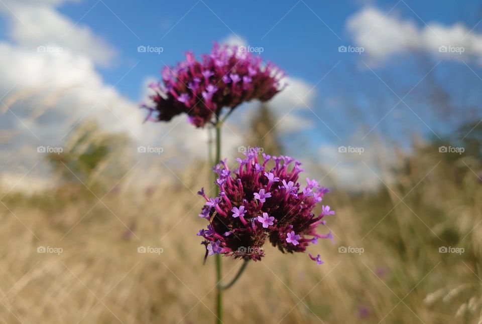 Flowers in the field💜💜 Summer time 🌞