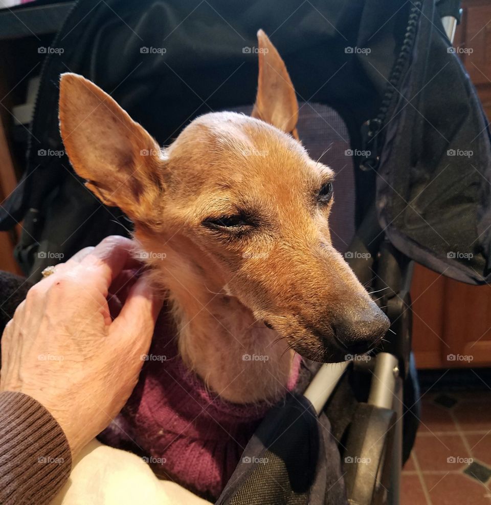 Caring for our sick terrier dog.