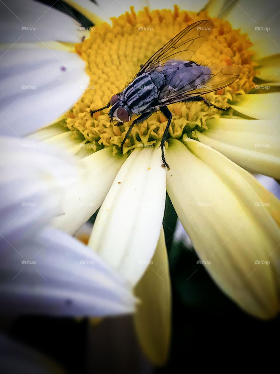 Fly resting on flower