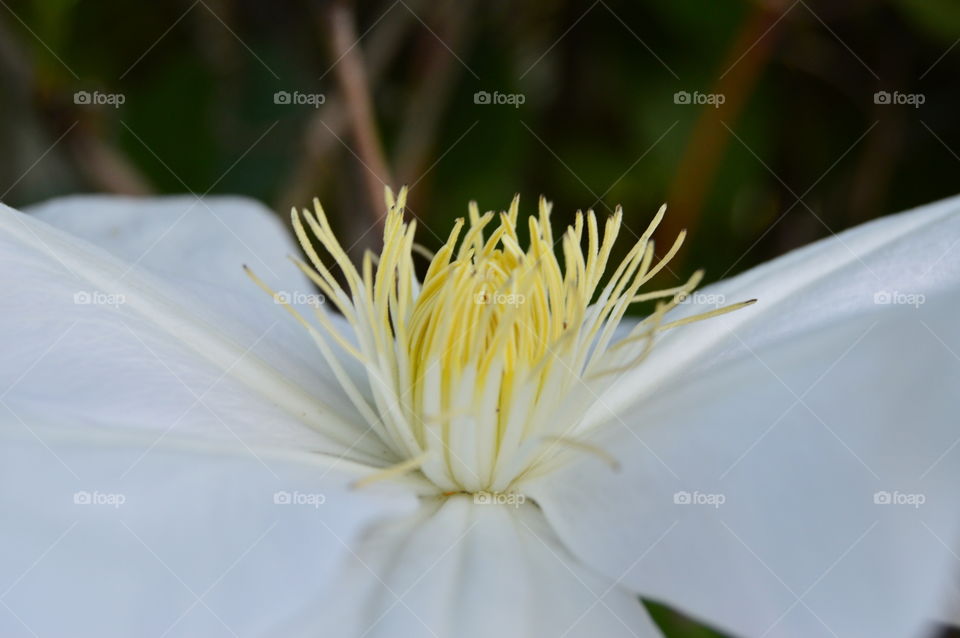 flower close up