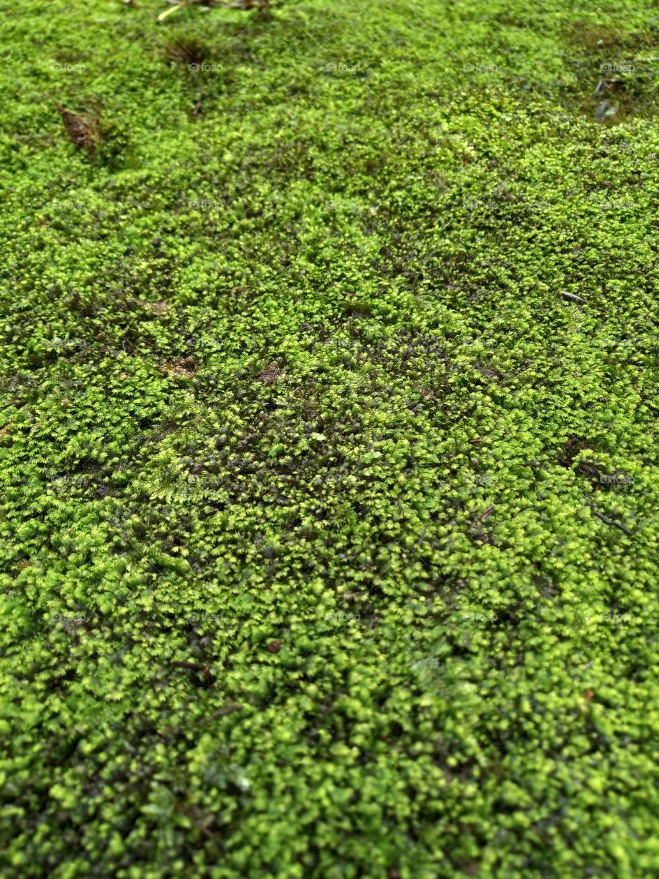 View of beautiful green moss symbolizing Green Earth and Nature.