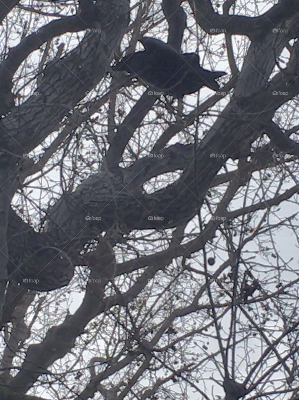 Can you find the crow