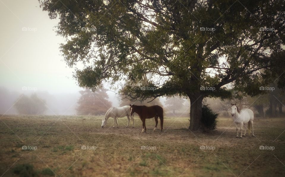 Three horses in a foggy field under a tree