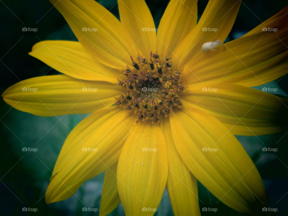yellow nature flower sunflower by ashley77