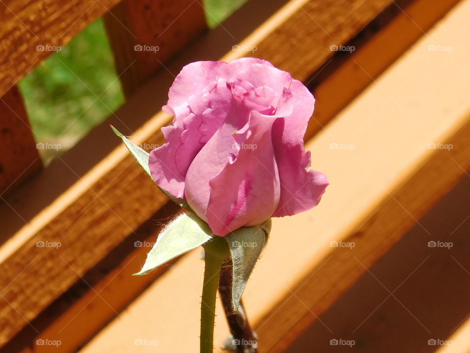 Beautiful Rose bud 2