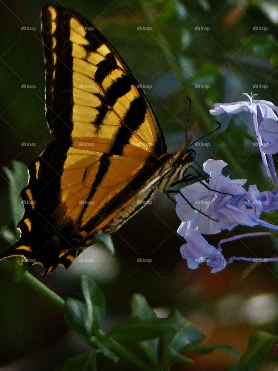 Swallowtail on blue flower