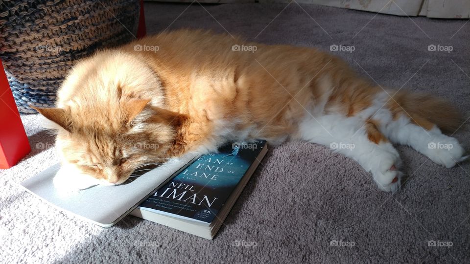 kitty lounging on books