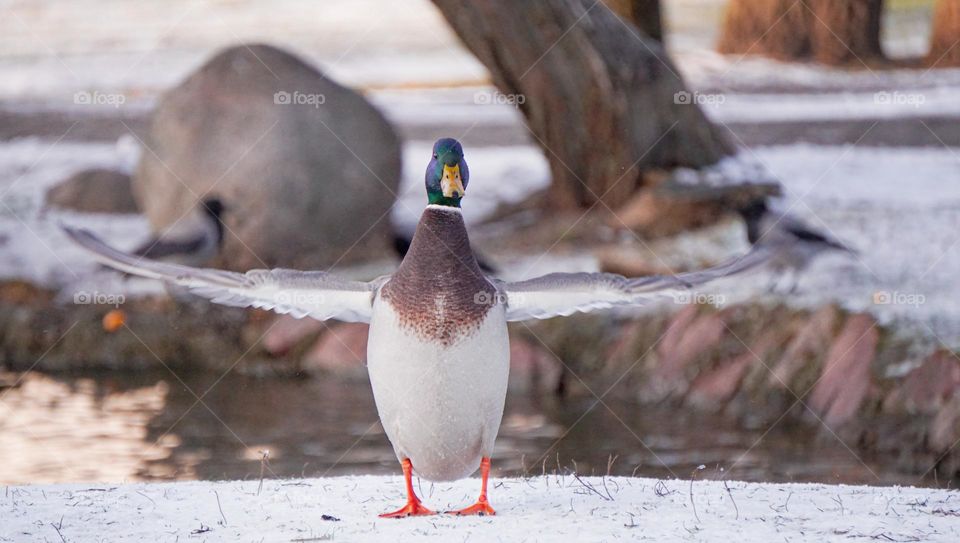 duck doing exercises