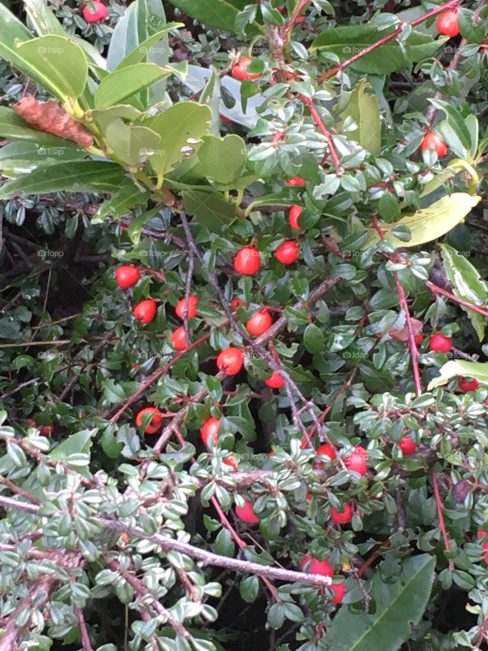 Berries 