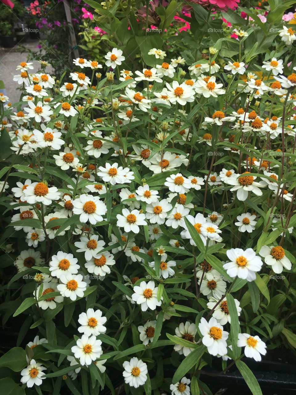 Daisy’s for days