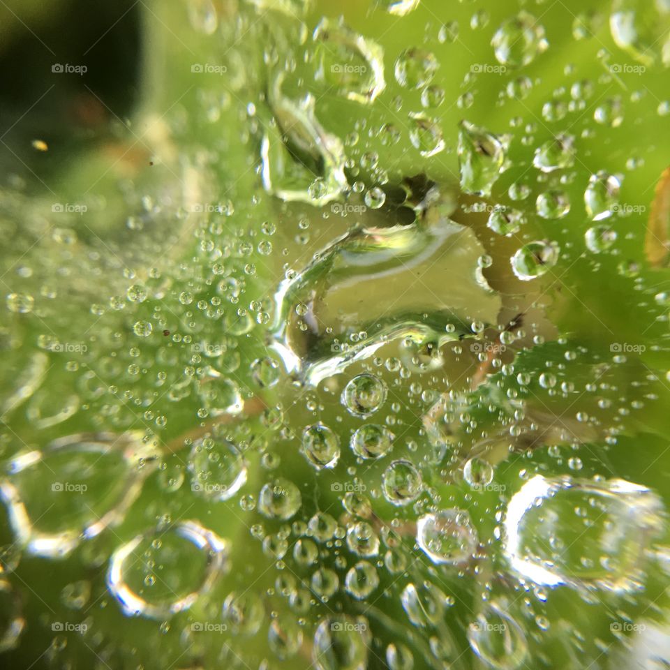 Dew drops