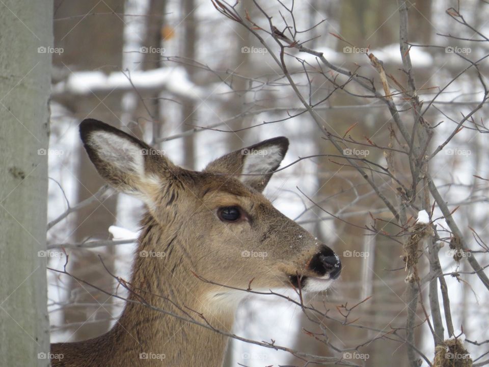 Deer in the woods in the winter