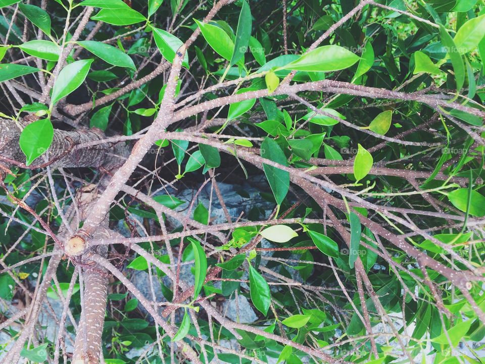 Tree branches background