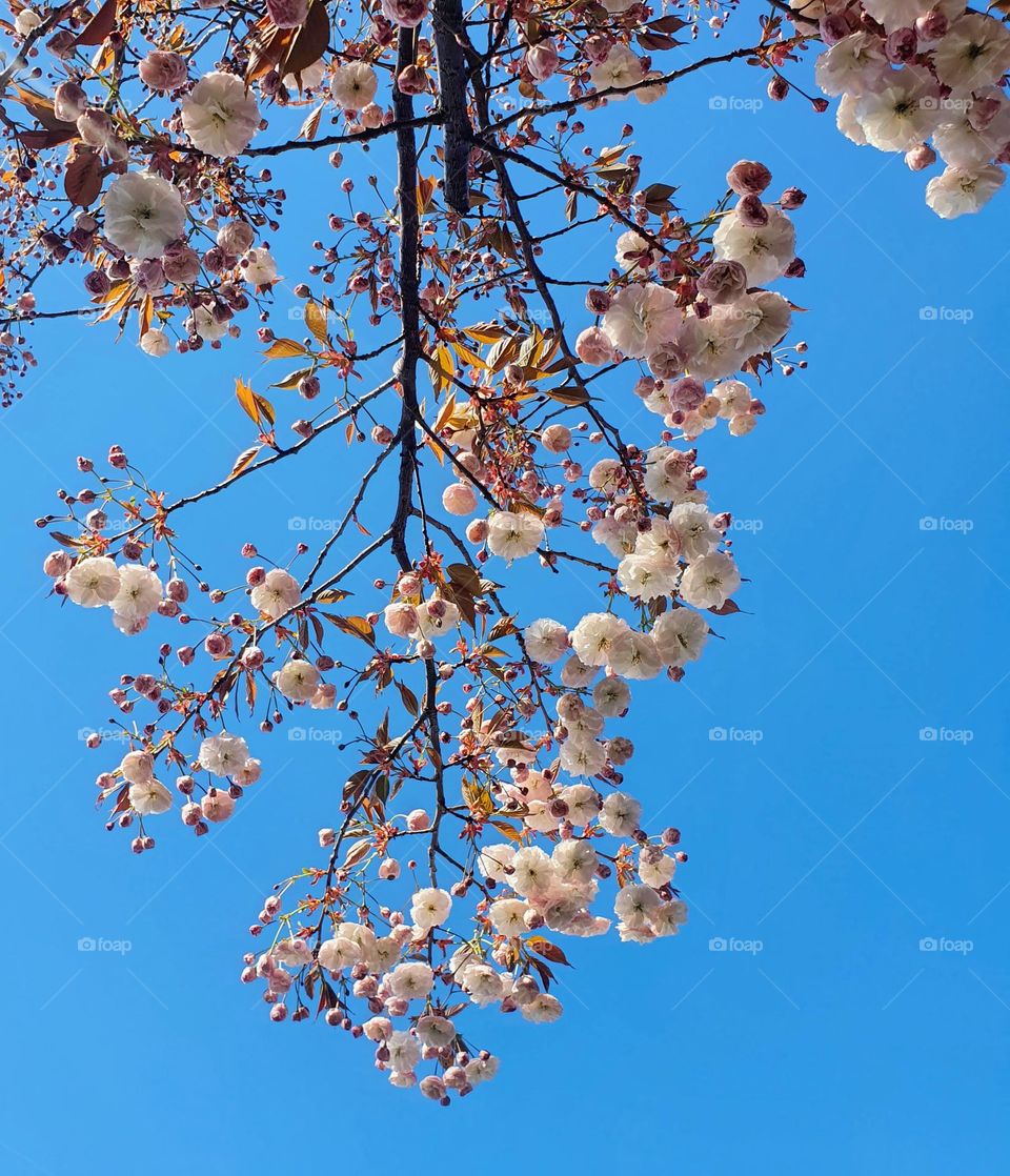 Blooming sakura