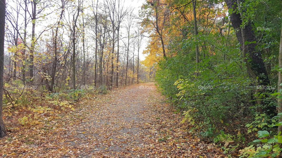 Wood, Fall, Leaf, Landscape, Tree
