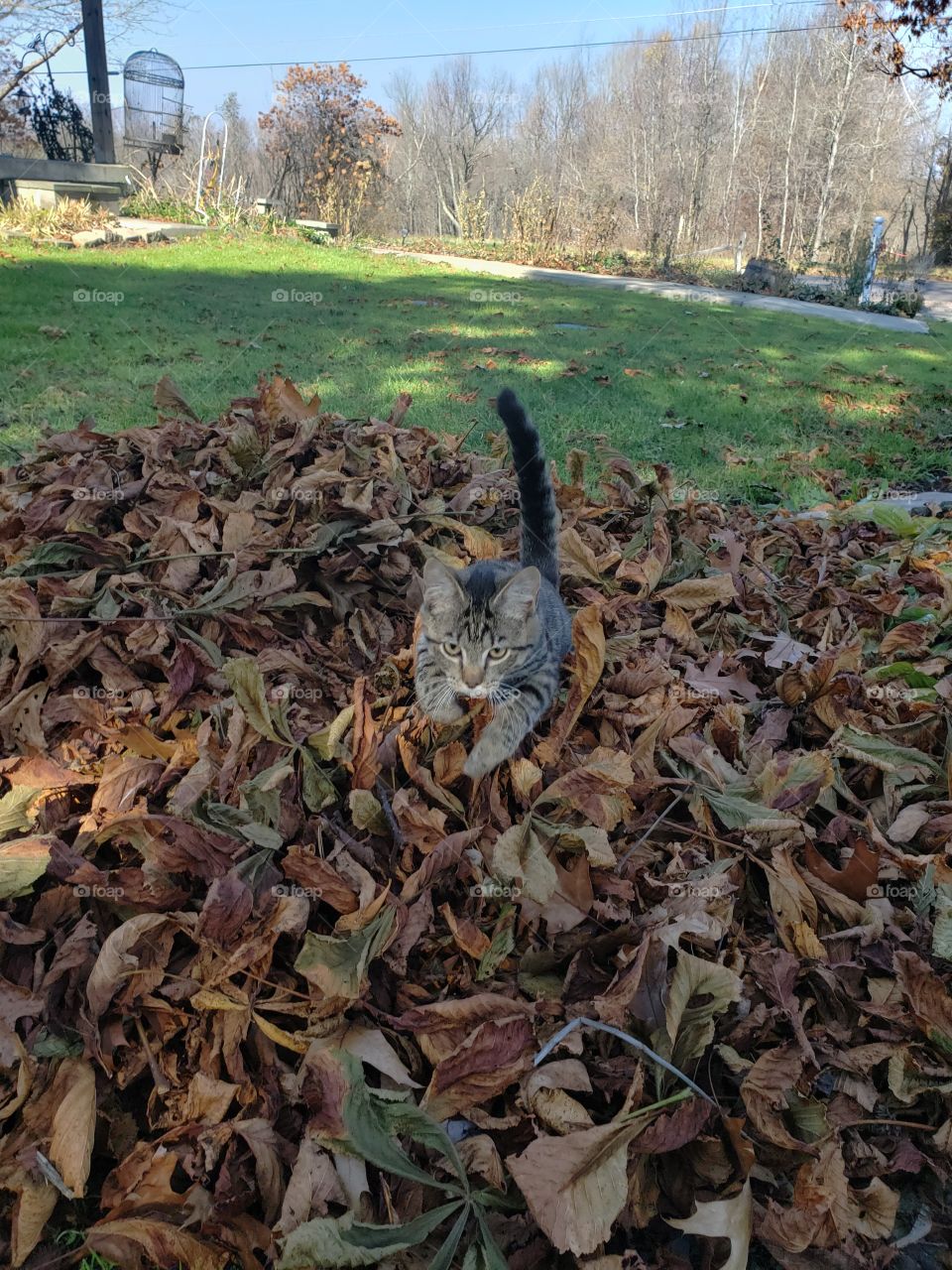 Kitten Jumping in a Pile of Leaves