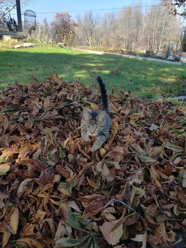 Kitten Jumping in a Pile of Leaves