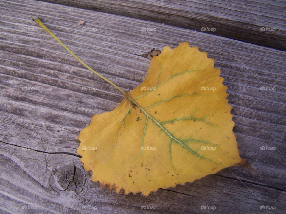 nature leaf heart heart-shaped by ashley77