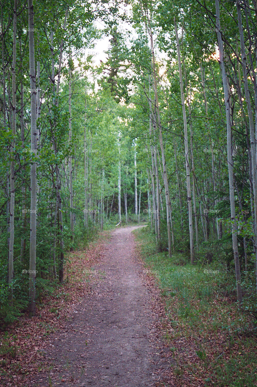 green nature trees forest by kshapley