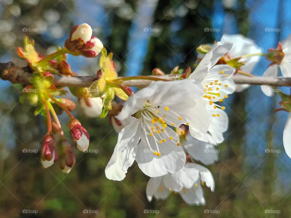 Wild cherry