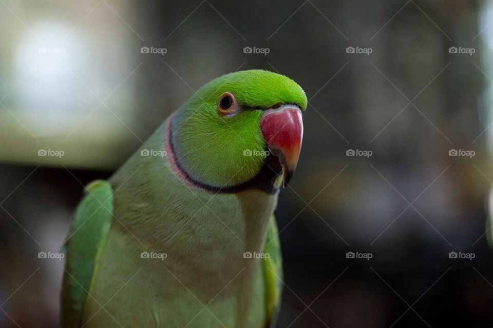 Parrot