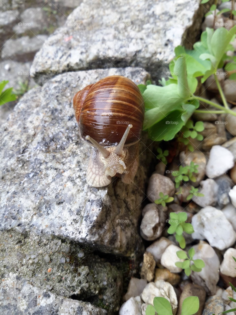 Snail on the stone