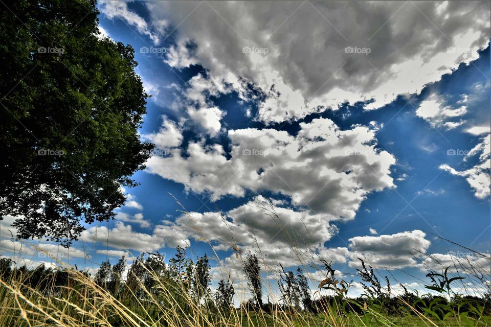 typical Dutch landscape with tree and clouds in blue sky and grass waving in the wind