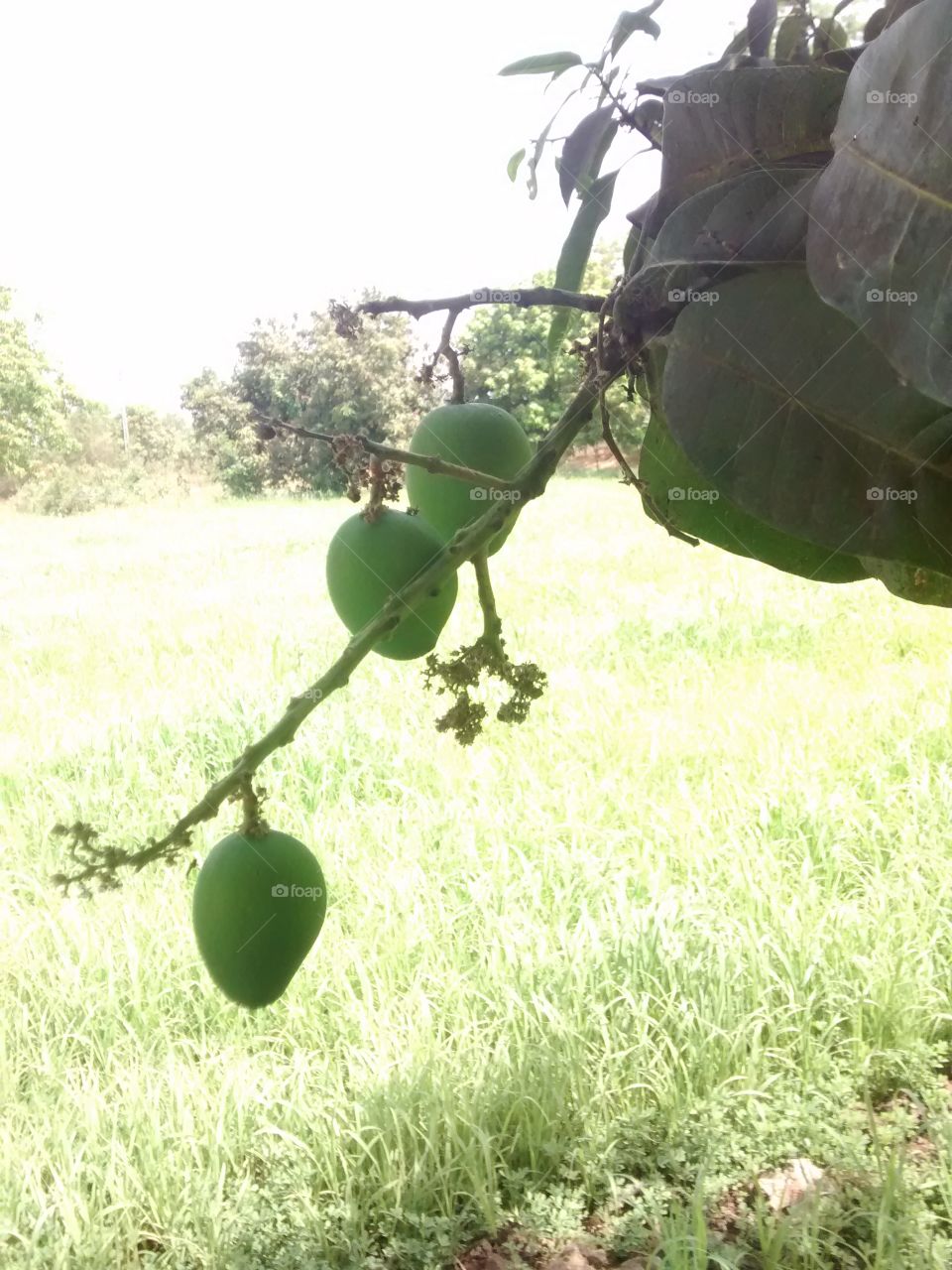 green mango on tree