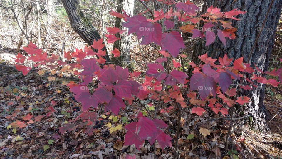 Forest in Every Season