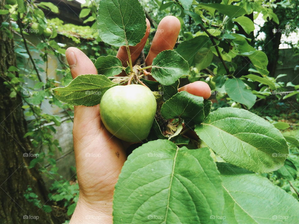 A real green apple on a tree, although not perfect, but very tasty