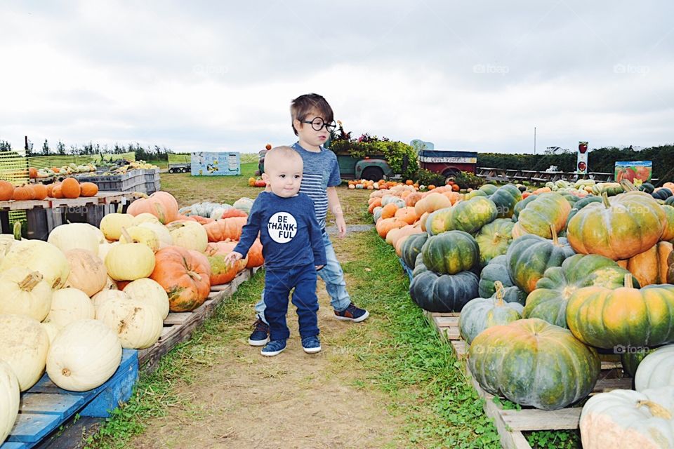 Pasture, Fall, Pumpkin, Farming, Farm