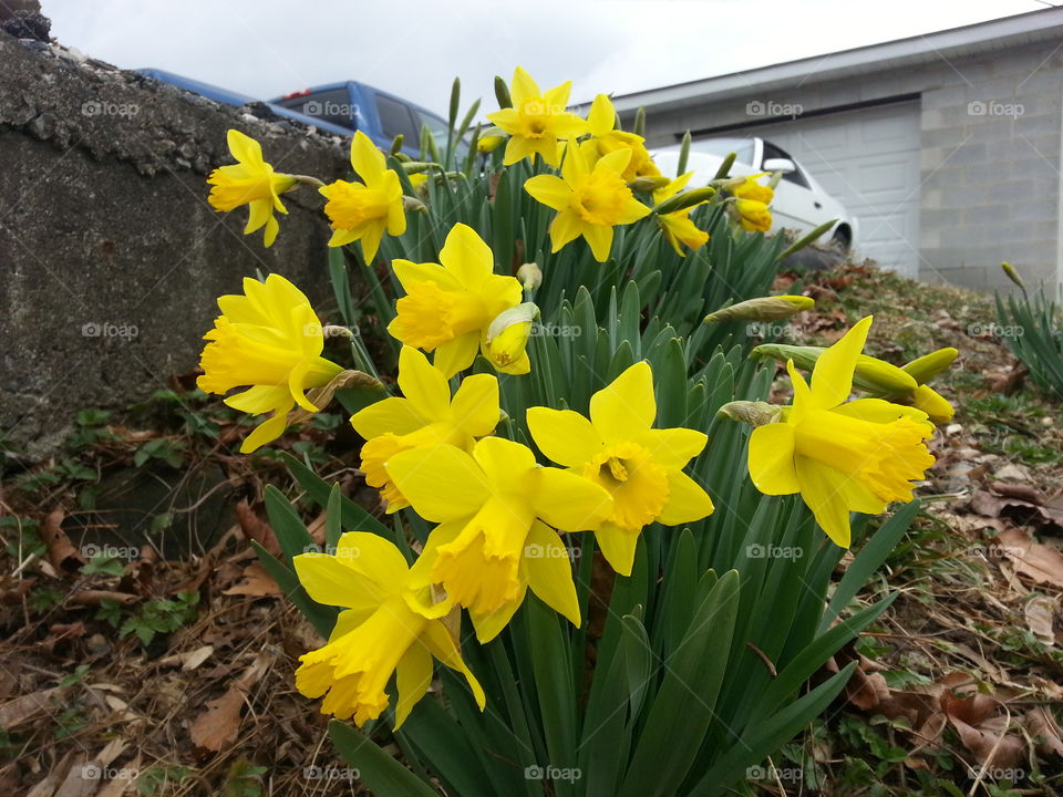 easter flowers. easter flowers in bloom