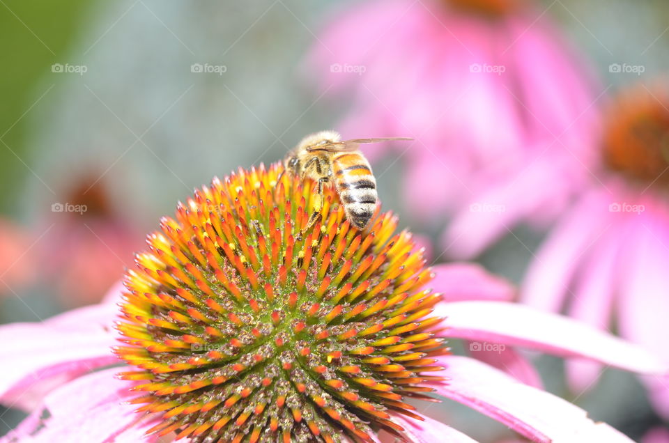 Honeybee on coneflower
