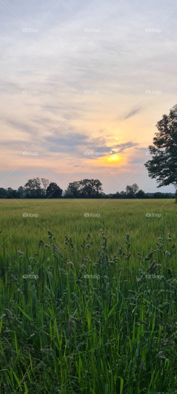 grain field