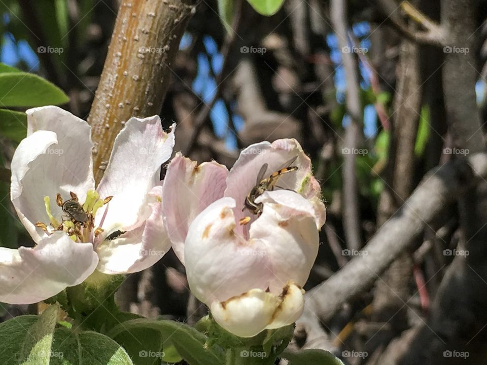 Two busy bees on flower