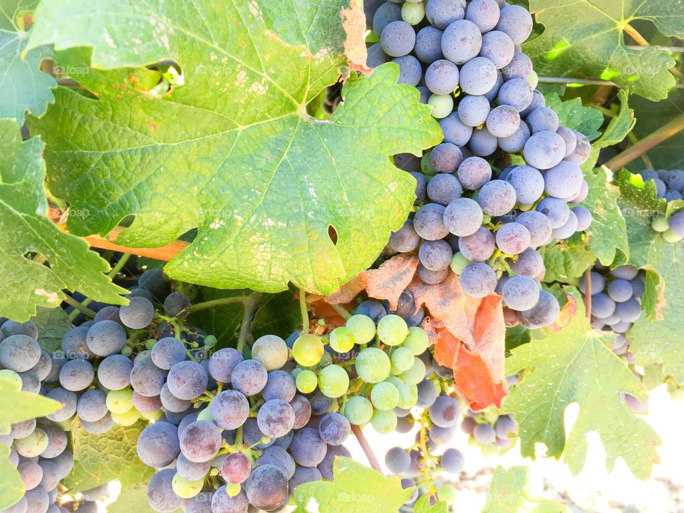 Grapes and leaves vineyard in Napa