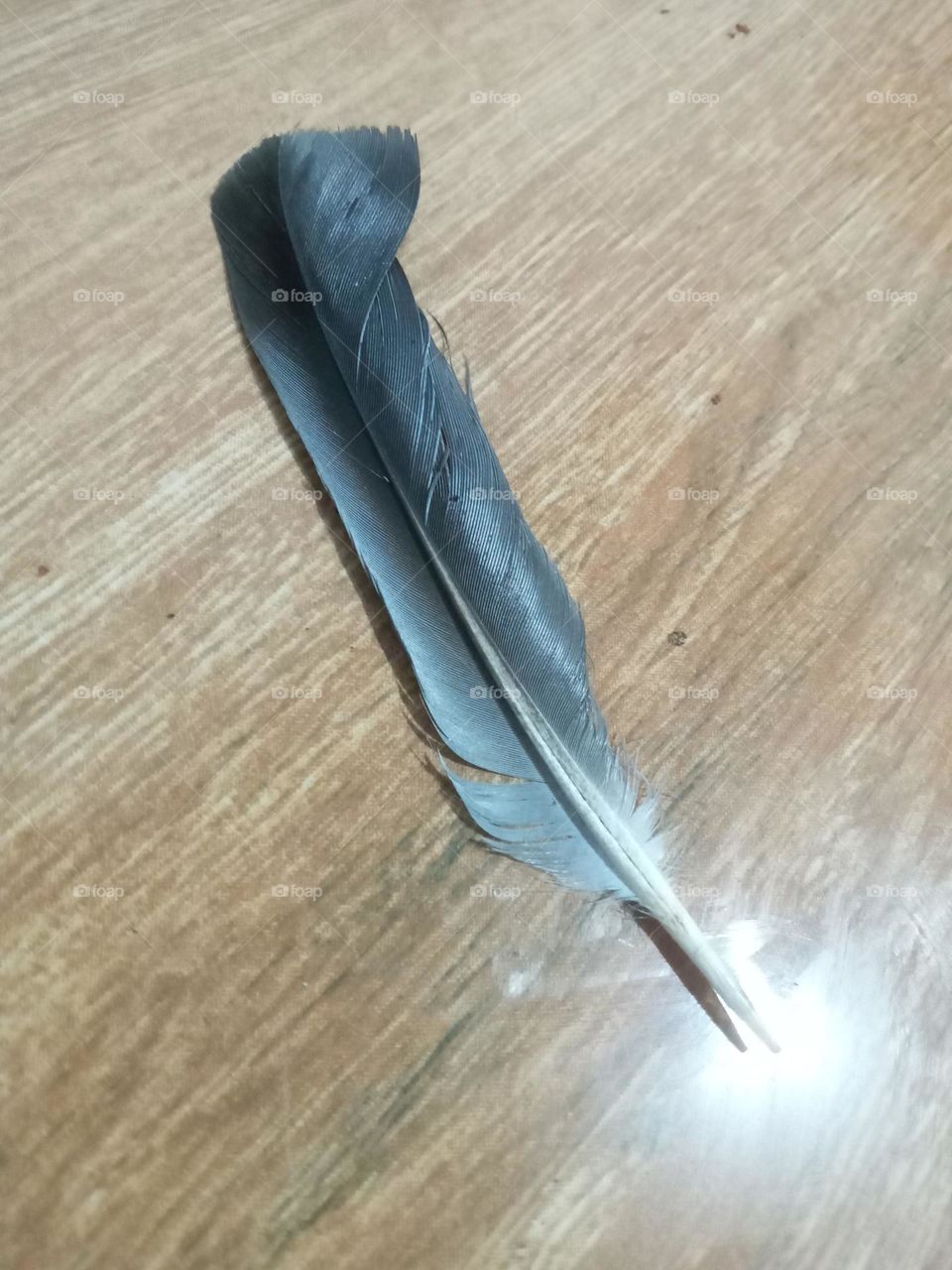 Light Feather