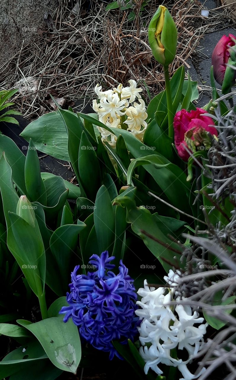 muted colours of multicolor hyacinth flowers