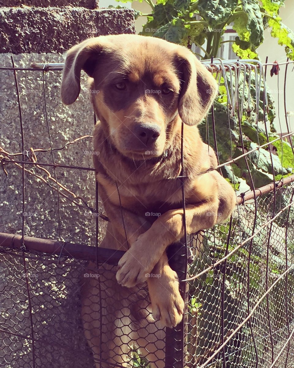Little dog on a fence