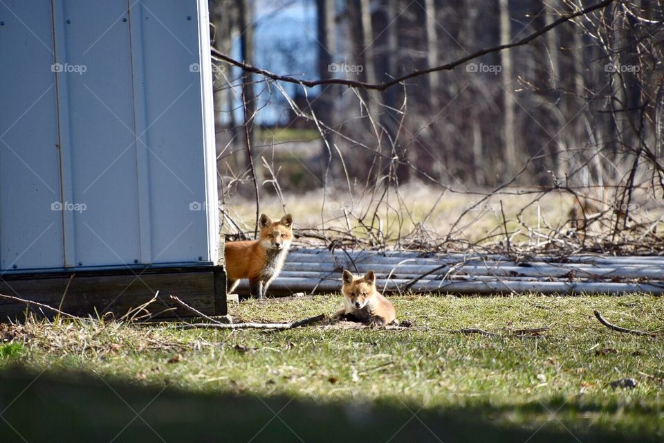 1of 3 family’s of foxes spotted on an early morning walk. This litter has 3 but the third one was shy. Our neighborhood has been blessed with these beautiful creatures. 