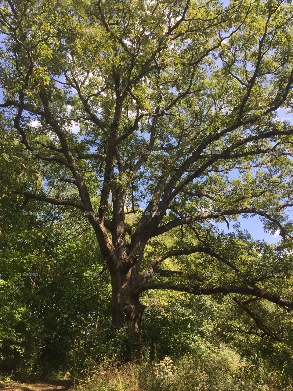Great oak