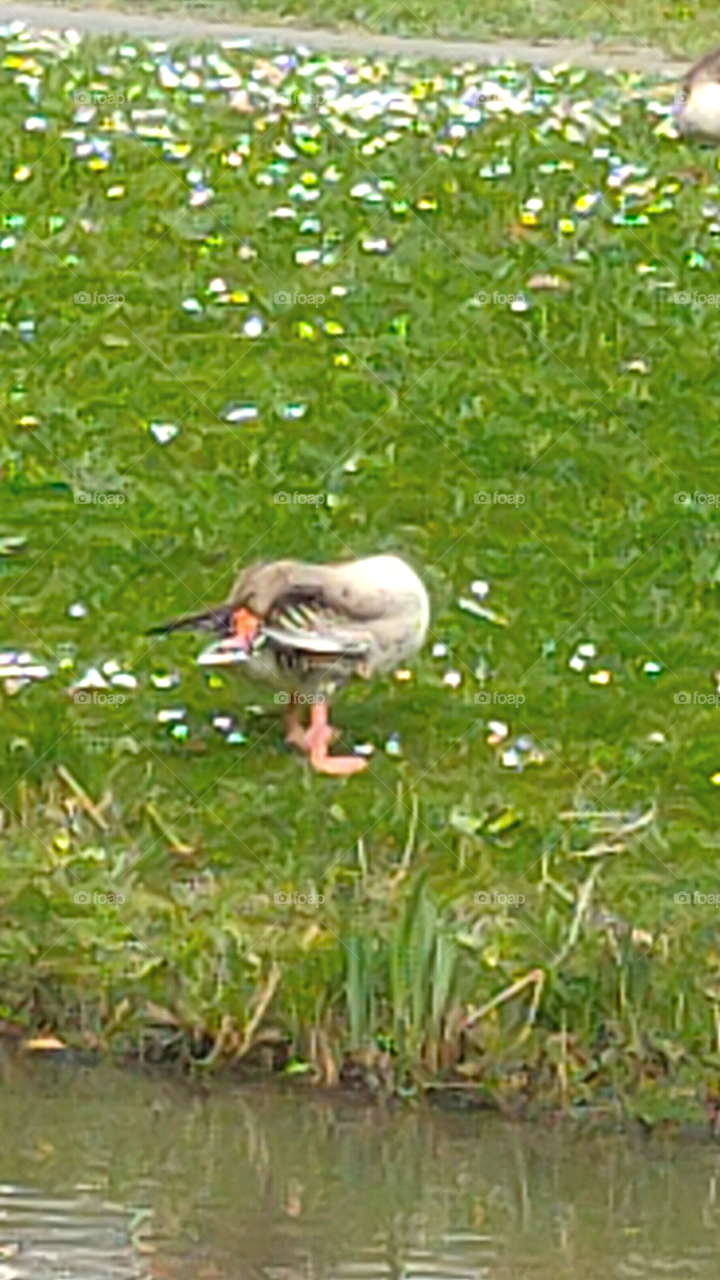The duck cleans its body from the lake shore || The duck cleans its own body || Goose || The duck standing by the lake