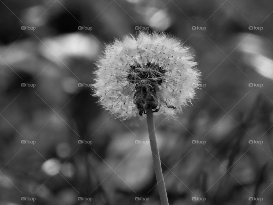 Dandelion flower