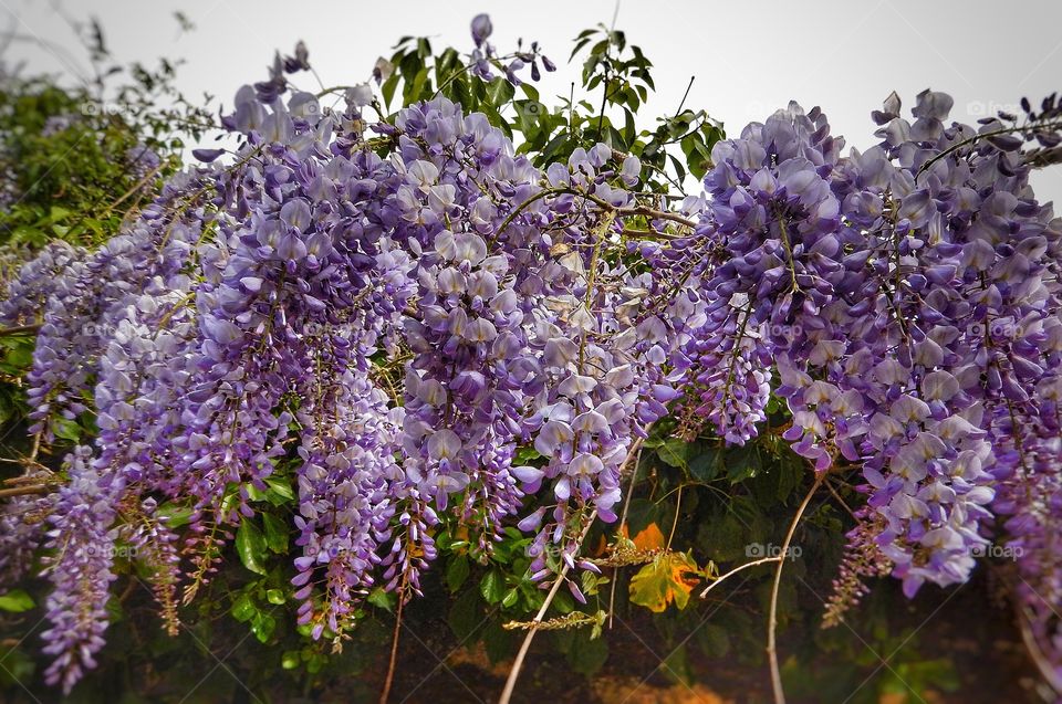 Glycine Portugal 