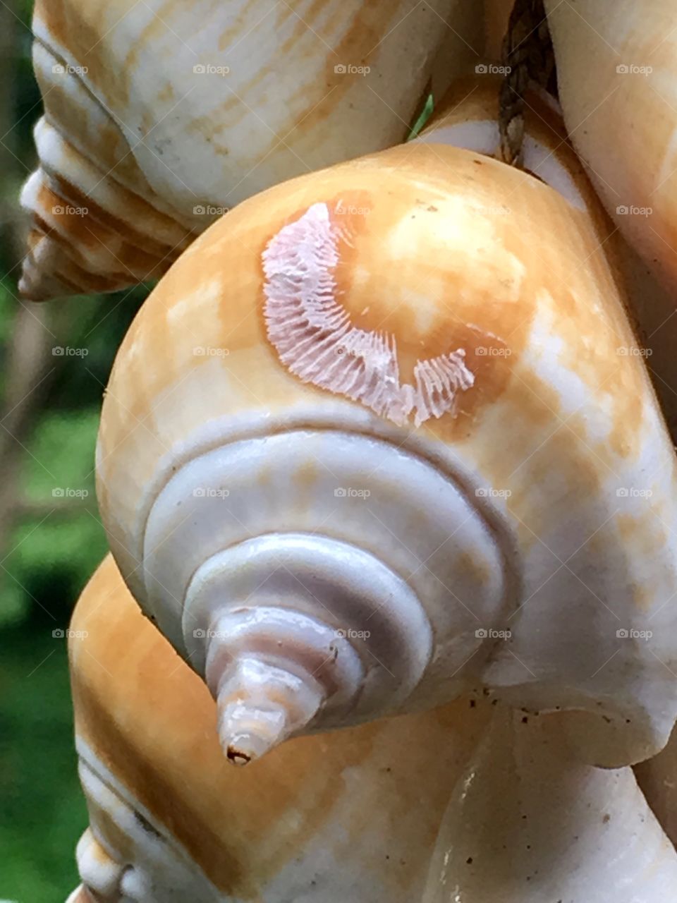 Seashell with a fossil etching