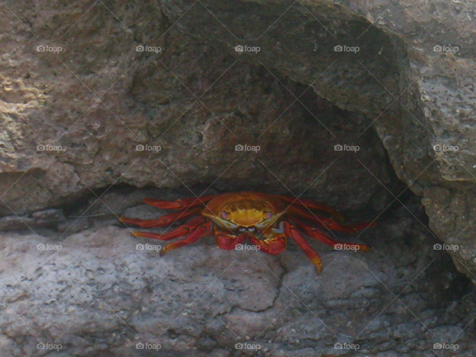 nature red rock crab by izabela.cib