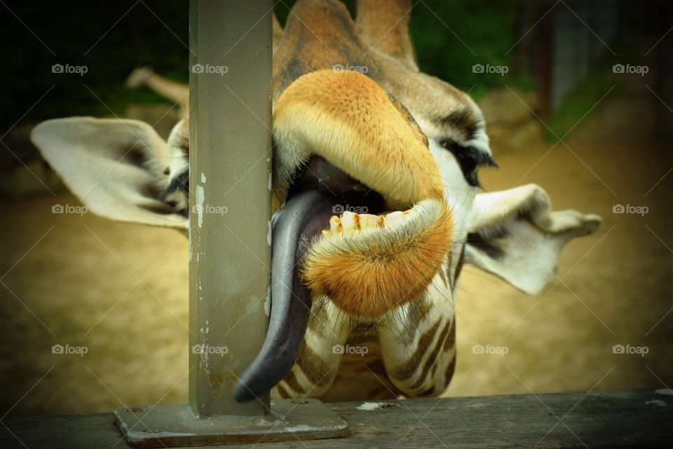 Tongue-tied giraffe 