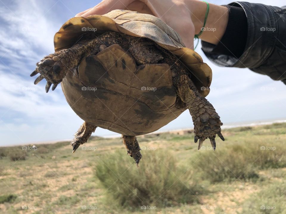 Im holding a beautiful turtle